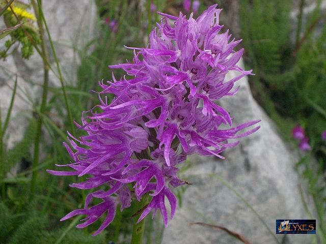 omini nudi - orchis italica.JPG